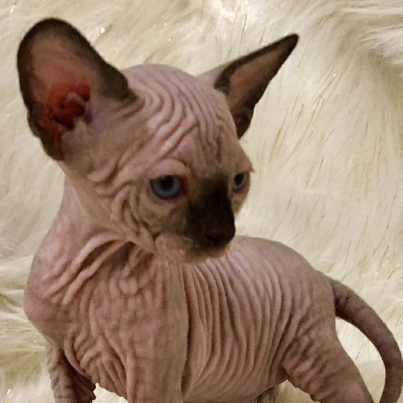 iibadessa
